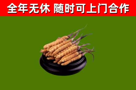 长海回收散虫草